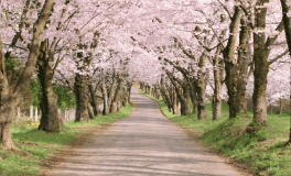 花見